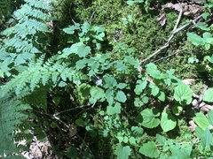 Scutellaria saxatilis