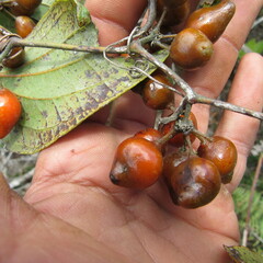 Smilax tomentosa