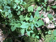 Scutellaria saxatilis
