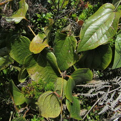 Smilax tomentosa