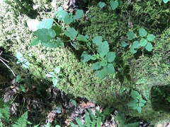 Scutellaria saxatilis