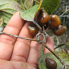 Smilax tomentosa