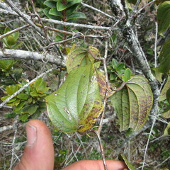 Smilax tomentosa