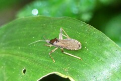 Lisarda rhypara