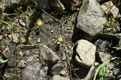 Ranunculus flammula filiformis