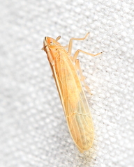 Stenocranus dorsalis