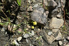 Ranunculus flammula filiformis