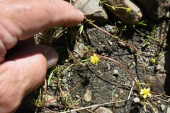 Ranunculus flammula filiformis