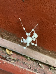 Engyodontium aranearum