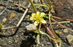 Ranunculus flammula filiformis