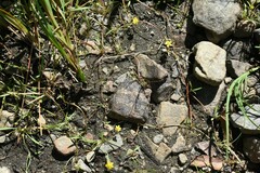 Ranunculus flammula filiformis