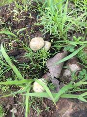 Panaeolus cyanescens