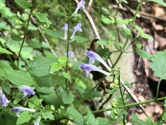 Scutellaria saxatilis