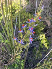 Calectasia hispida