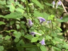 Scutellaria saxatilis