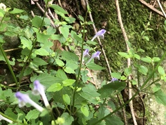 Scutellaria saxatilis