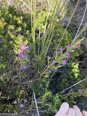 Calectasia hispida