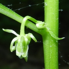 Hybanthus concolor