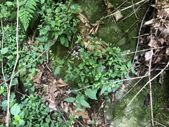 Scutellaria saxatilis