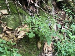 Scutellaria saxatilis
