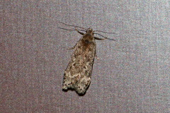 Anacampsis populella