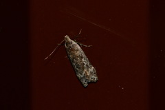 Anacampsis populella
