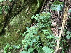 Scutellaria saxatilis