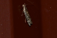 Anacampsis populella