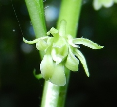 Hybanthus concolor