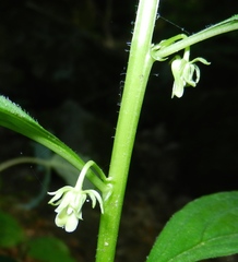 Hybanthus concolor