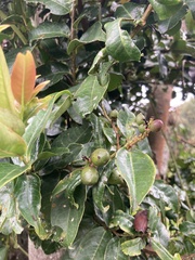 Prunus buxifolia