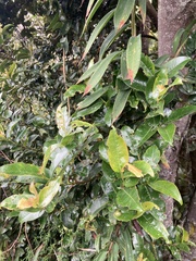 Prunus buxifolia