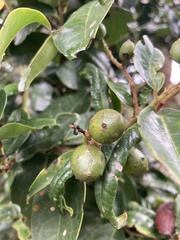 Prunus buxifolia
