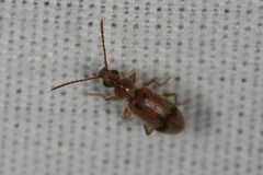 Notoxus desertus