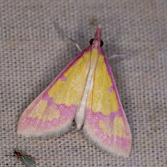 Choristostigma roseopennalis