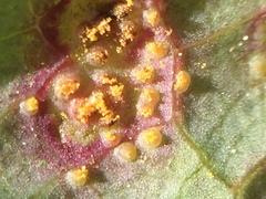 Miyagia pseudosphaeria