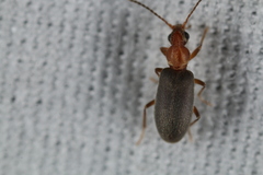 Notoxus murinipennis