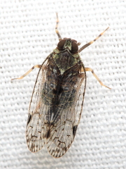 Melanoliarus placitus