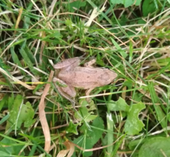 Pseudacris triseriata