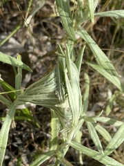 Vanessa virginiensis