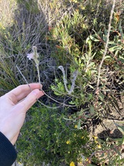 Hemiphora bartlingii