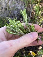 Hemiphora bartlingii