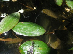 Potamogeton diversifolius