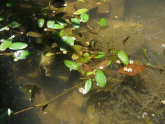 Potamogeton diversifolius