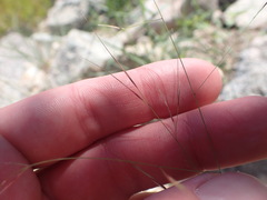 Aristida ternipes