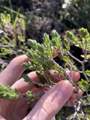 Melaleuca asterocarpa