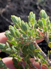 Melaleuca asterocarpa