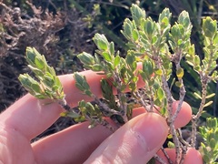 Melaleuca asterocarpa