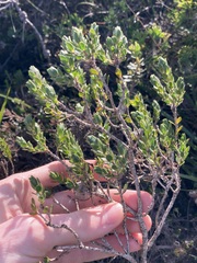 Melaleuca asterocarpa