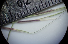Aristida ternipes